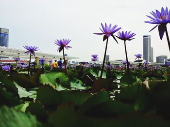 Close-up of purple water lily in pond against sky