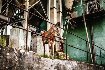 Low angle view of deer standing by railing against built structure