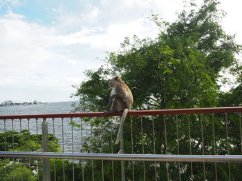 Monkey sitting on railing against sky