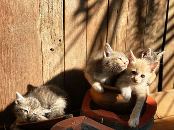 The family of kittens in a wooden cottage.