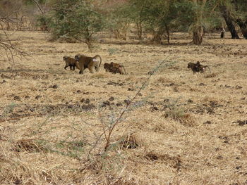 Horses in a field