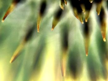 Close-up of plant against blurred background