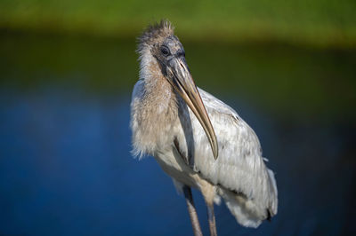 Close-up of  wood stork