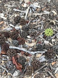 High angle view of dried leaves on field