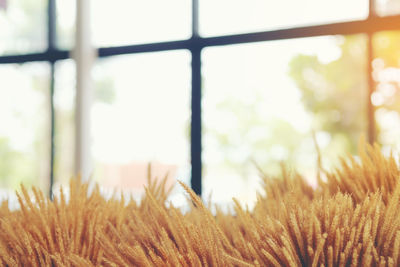 Close-up of plants against window