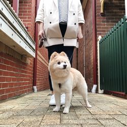 Full length of dog standing on floor