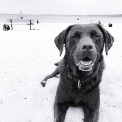 Dog on beach