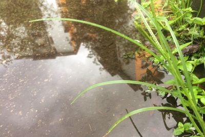 Water flowing in grass