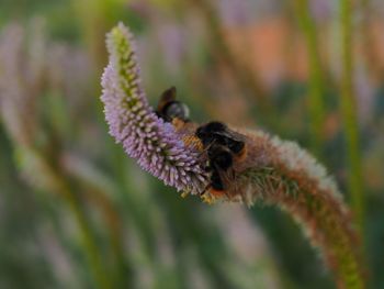 Close-up of bees on plant