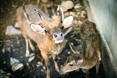 Portrait of deer