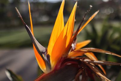 Close-up of orange flower