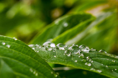 Close-up of wet plant leaves during rainy season