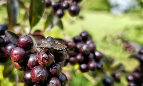 Close-up of grapes on tree