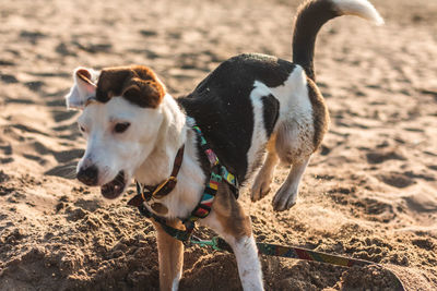 Dog standing on beach