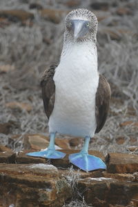 Close-up of blue footed booby perching on rock