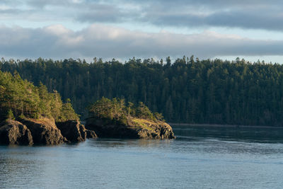 Scenic view of lake against trees in forest