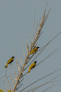 Low angle view of bird perching on plant against sky