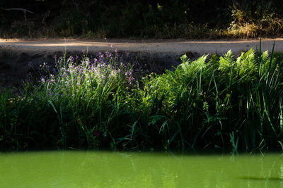 Reflection of trees in water