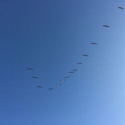 Low angle view of birds flying over blue sky