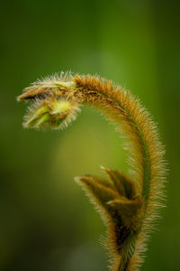 Close up of thorns or white hairs on plants that occur naturally.