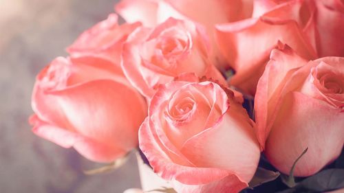 Close-up of rose bouquet