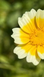 Close-up of yellow flower