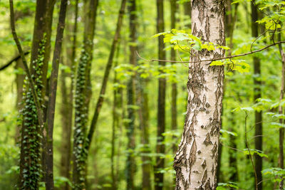 View of bamboo trees in forest