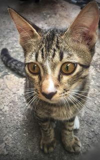 Close-up portrait of tabby kitten