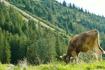 Horses grazing on grassy field