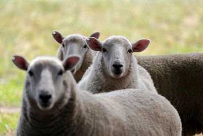 Close-up portrait of sheep standing outdoors