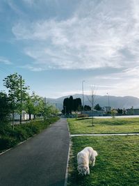 Dog on road amidst field against sky