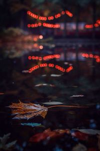 Close-up of illuminated tree at night