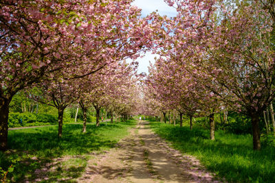 View of cherry trees along plants