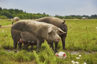 Sheep grazing on field