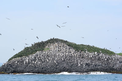 Bird flying over sea