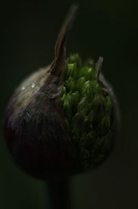 Close-up of green pepper against black background