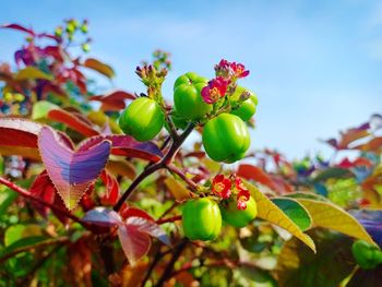 Close-up of fruits growing on plant against sky