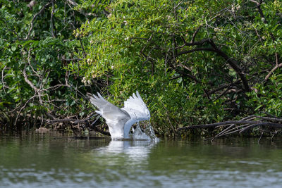 White bird flying over lake in forest