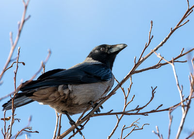 Low angle view of bird perching on branch