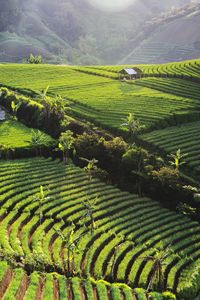 Scenic view of agricultural field