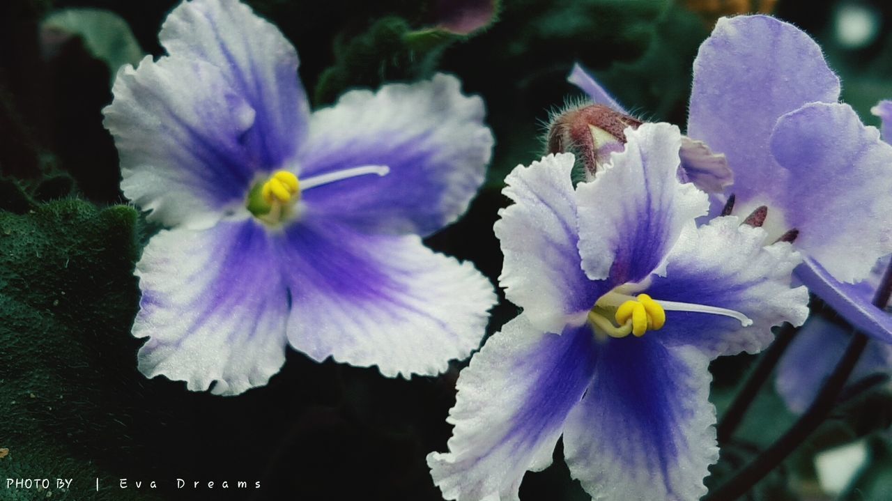 CLOSE-UP OF FLOWER BLOOMING OUTDOORS