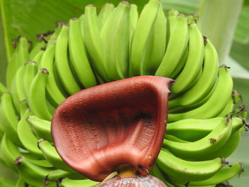 Close-up of bananas