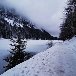 Scenic view of snow covered trees against sky