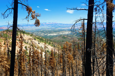 Scenic view of forest against sky