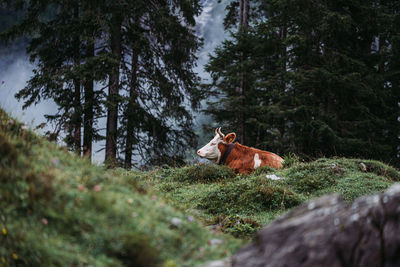 View of a horse on a field
