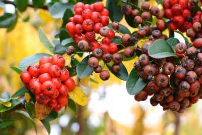 Close-up of rowanberry fruits on twig