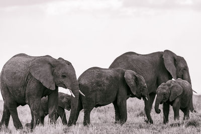 View of elephant on field against sky