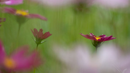 Close-up of pink flowering plant