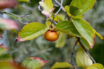 Persimmon ripening on the branch