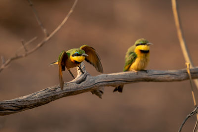 Close-up of bird perching on branch